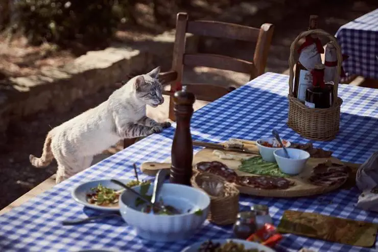 comida nociva para gatos