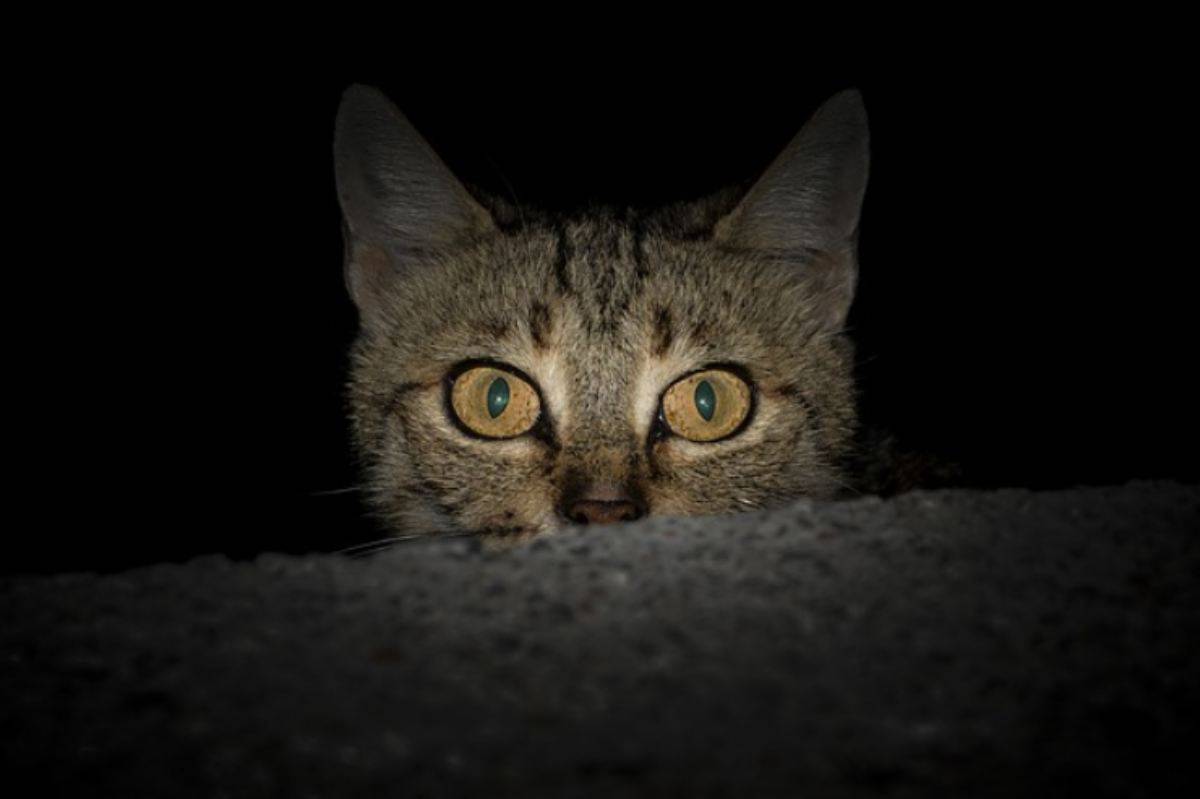 Los Ojos Del Gato Brillan En La Oscuridad Esa Es La Razón Principal Vida Con Mascotas ️