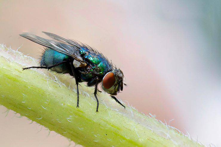 La gente odia los insectos