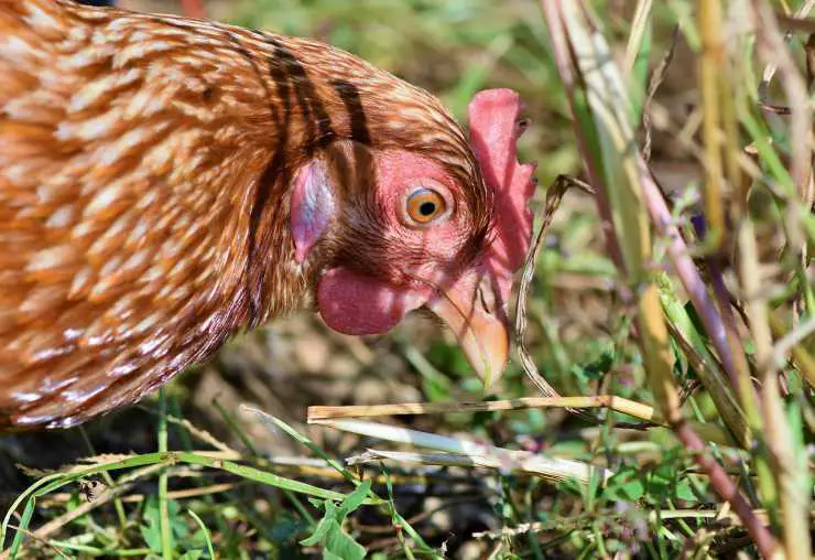 Gallina no pone huevos
