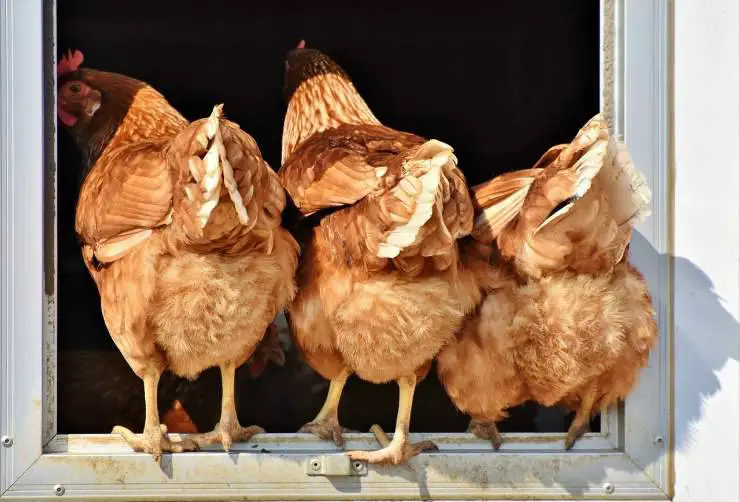 Gallinas