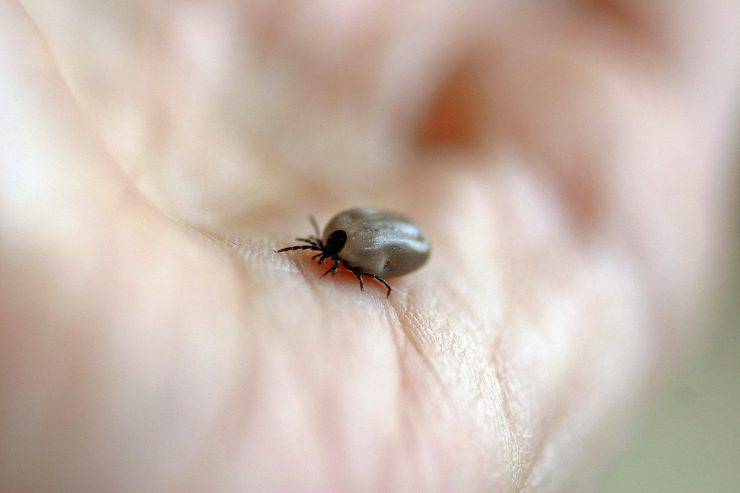zoonosis por garrapatas