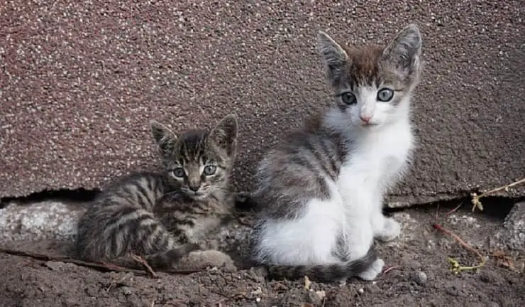 gatos parásitos de primavera