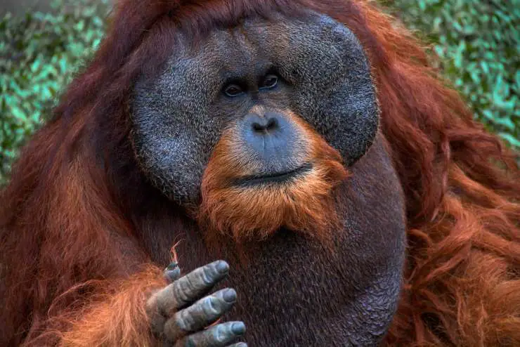 Orangután: que come, donde vive, características y curiosidades - Vida