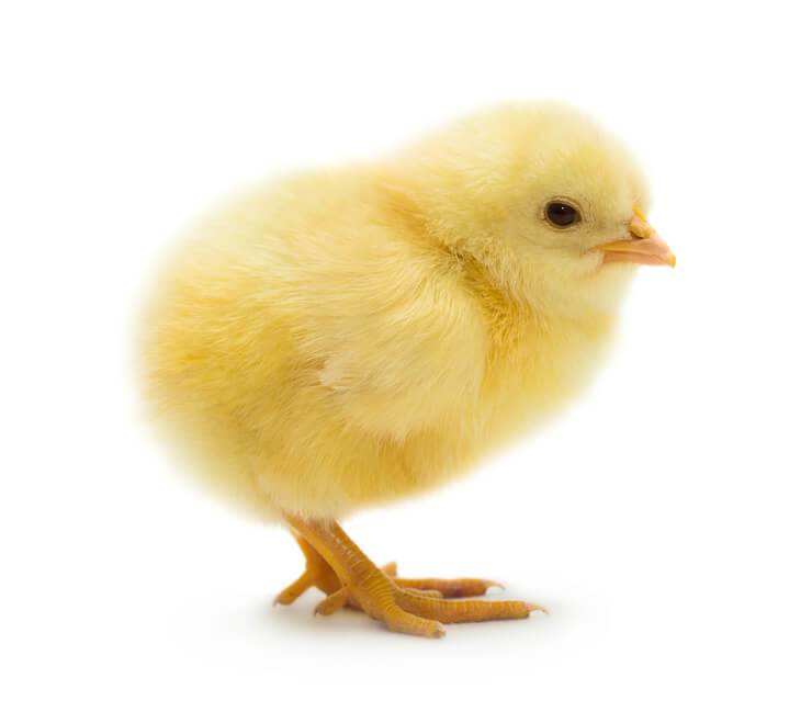 pollito Matanza de pollitos