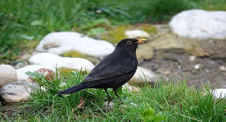 Pajaros migratorios