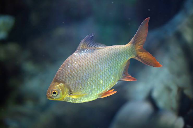 Pez ciprinodon