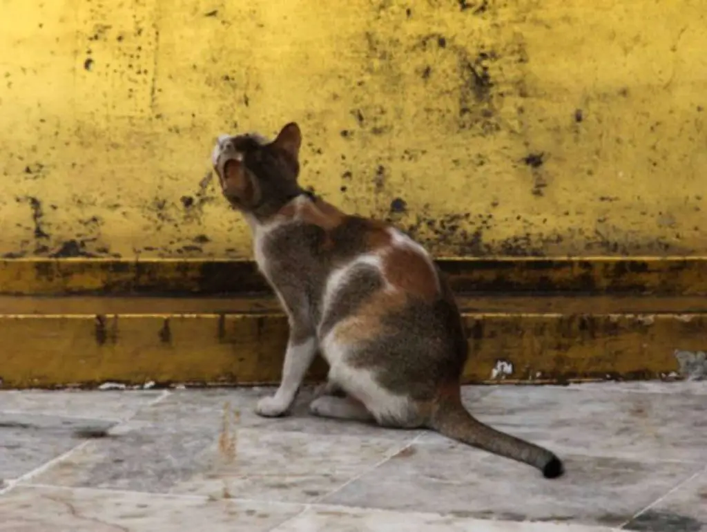 Porque Los Gatos Miran La Pared