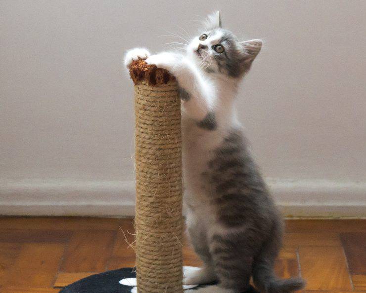torre de gato
