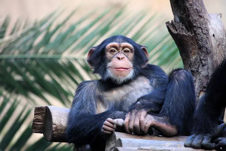 chimpancé