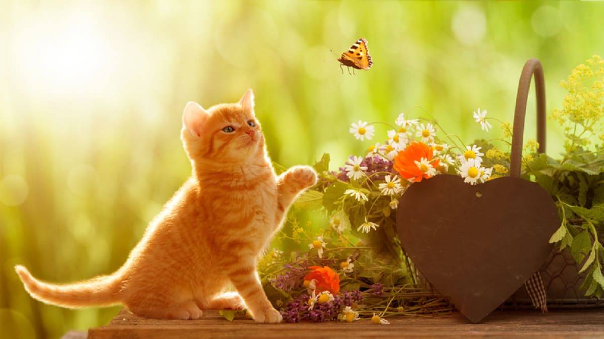Кот ловит бабочку