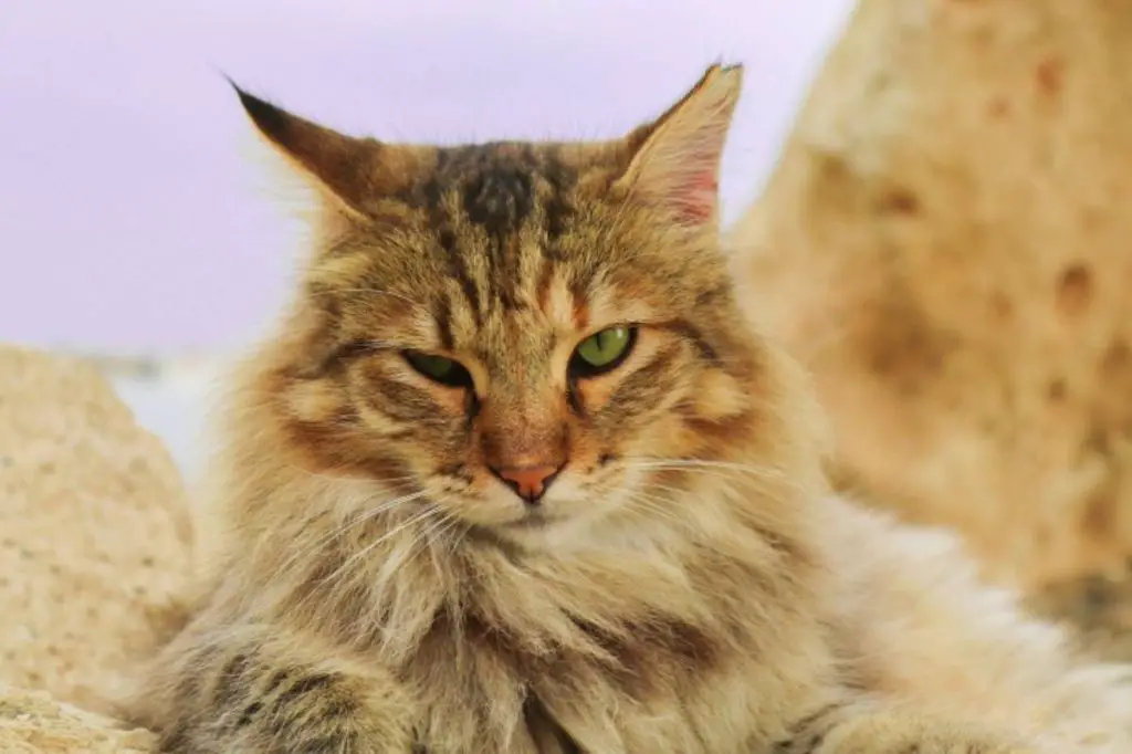 alergia al gato o al pelo de gato causa ntomas alergia al gato o al pelo de gato causa ntomas