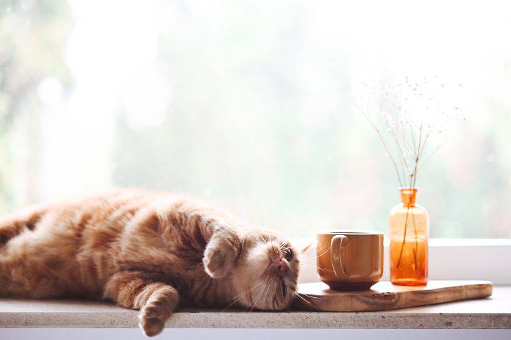 Pet-café