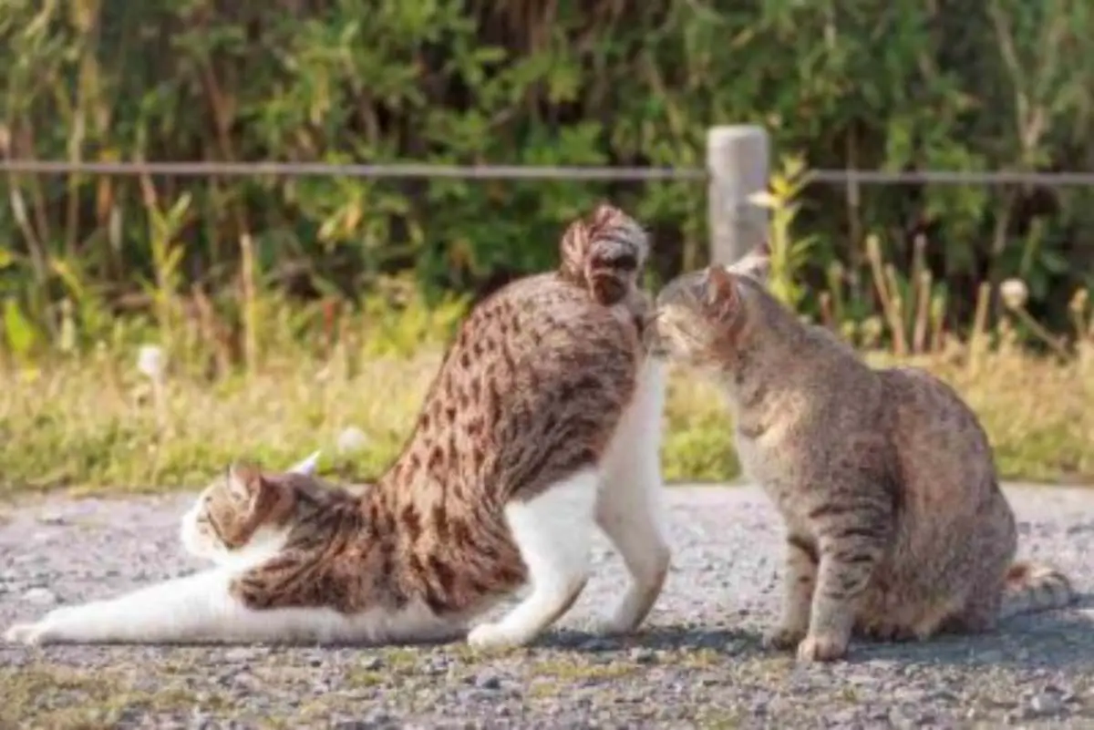 Corte crédito Surrey Los gatos huelen sus partes íntimas: por que lo hacen - Vida con Mascotas  ▷➡️