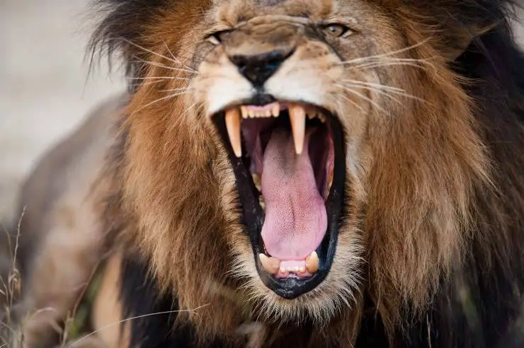 León africano