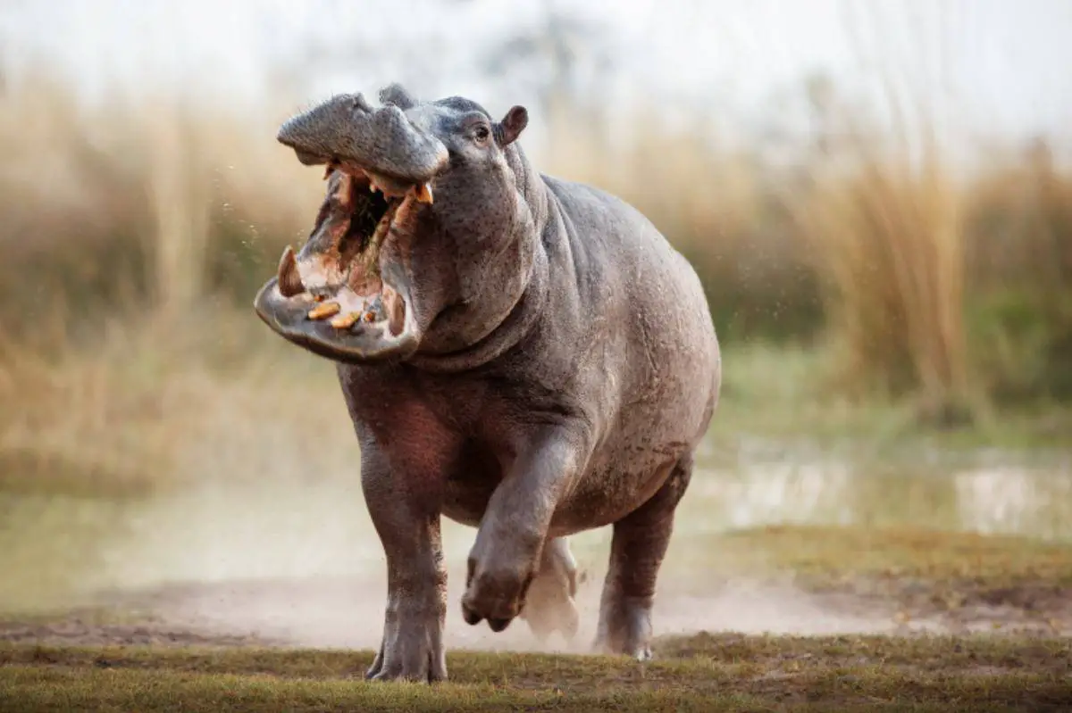 Los animales más peligrosos del mundo, especies aparentemente insospechadas  - Vida con Mascotas ▷➡️