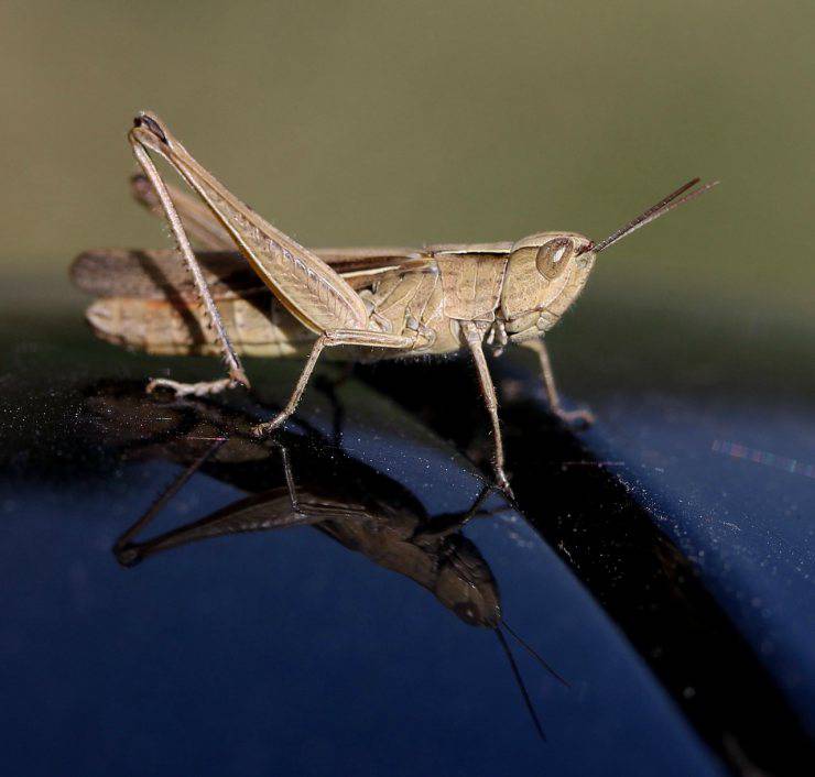 Insecto