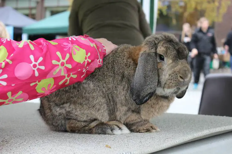 Niña acaricia un conejo