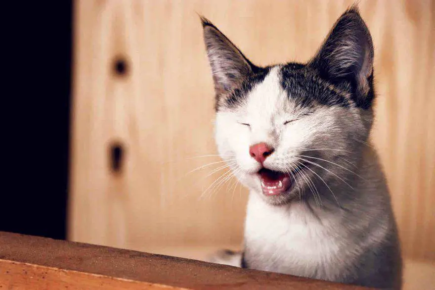 gato quisquilloso