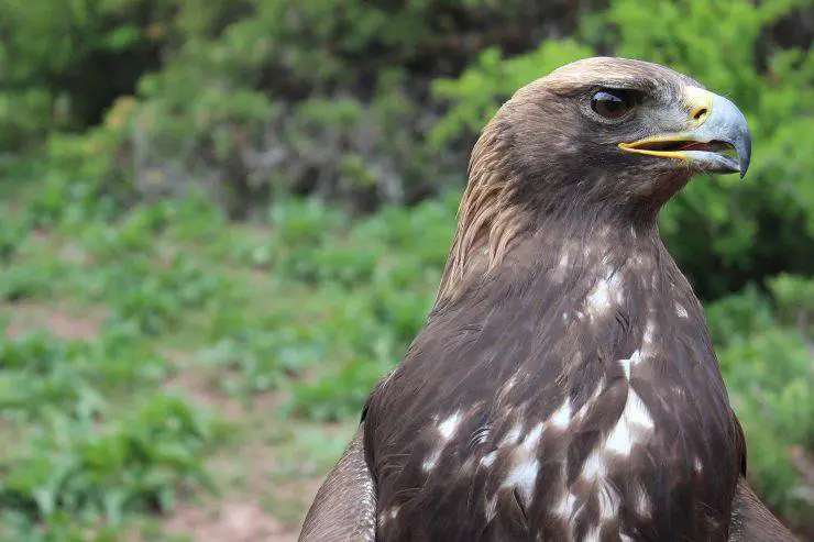 El águila: que come, donde vive, características y curiosidades - Vida con  Mascotas ▷➡️