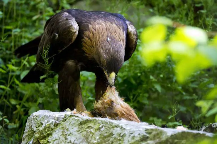 Águila dorada
