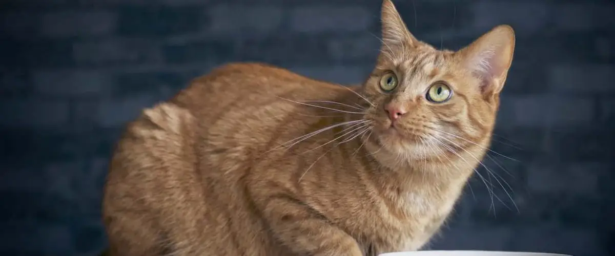 Los Pelos De Gato Son Dañinos