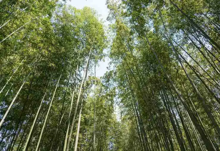 bosques