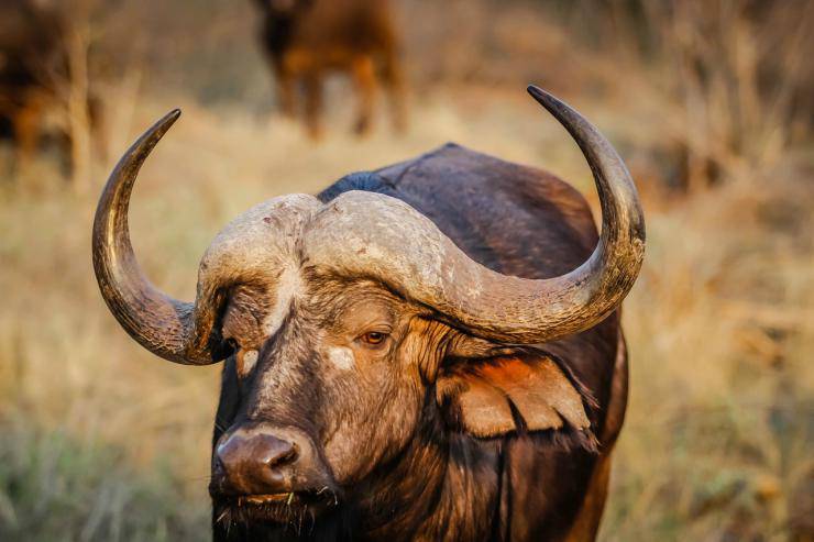 Vaca