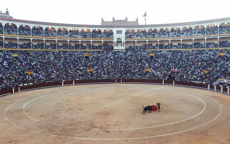 Diferencias entre buey y toro