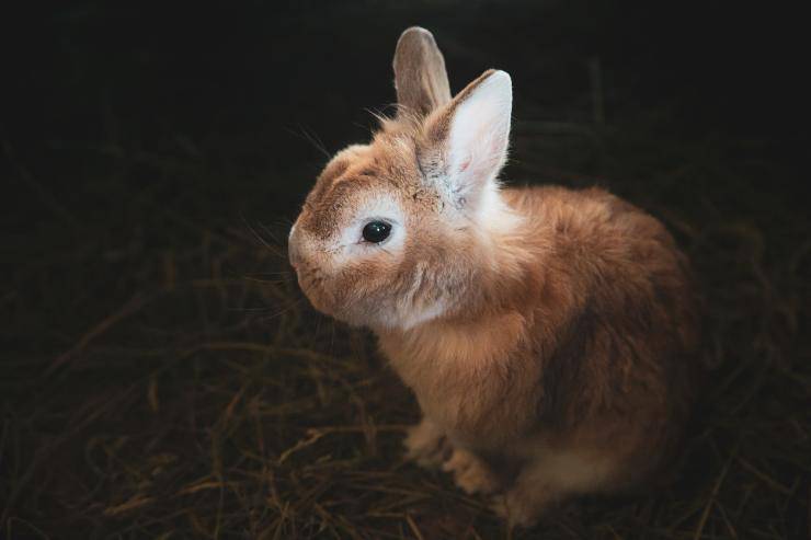 Conejo