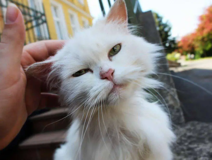 gato encontrado en la calle