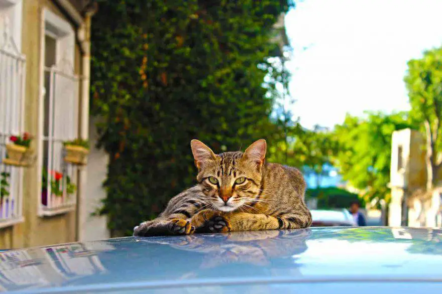 Qué Hacer Cuando Encuentras Un Gato En La Calle Consejos útiles Vida