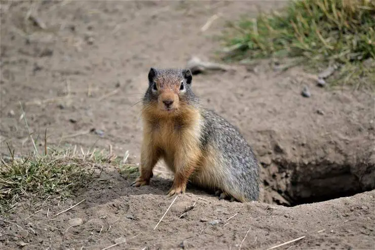 marmota fuera de la madriguera