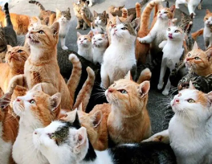 colonia de gatos hereditarios