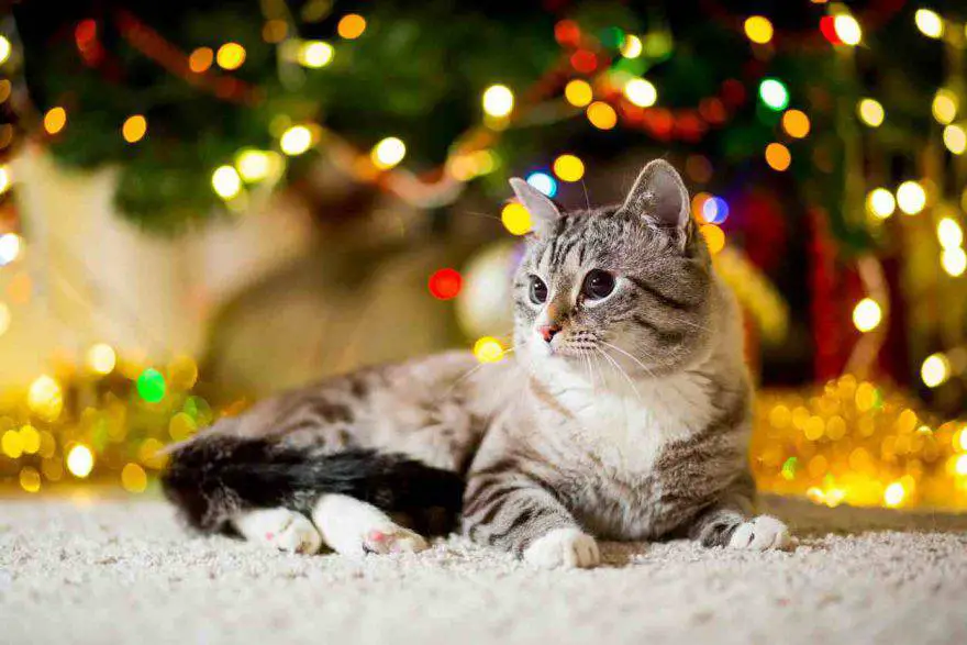 Regalos de navidad para gatos
