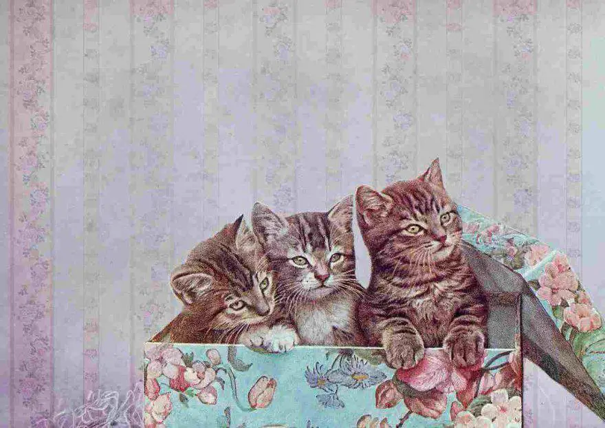 Regalos de navidad para gatos