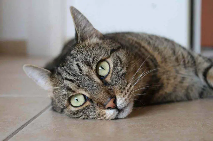 Adoptar gato
