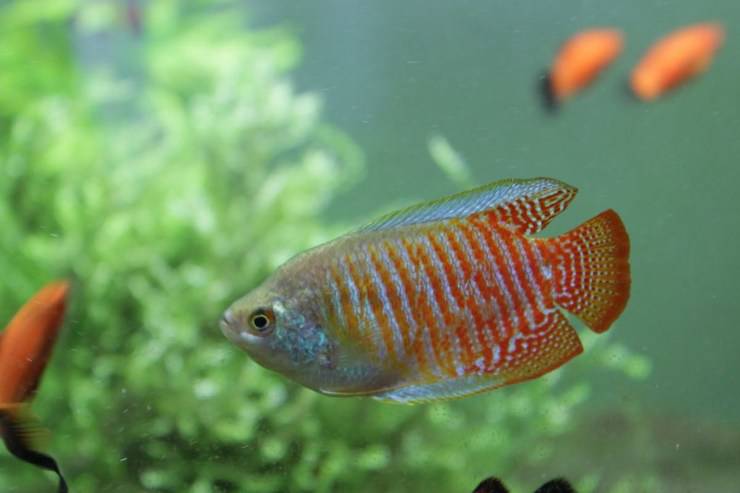 gurami enano Porque los peces nadan verticalmente