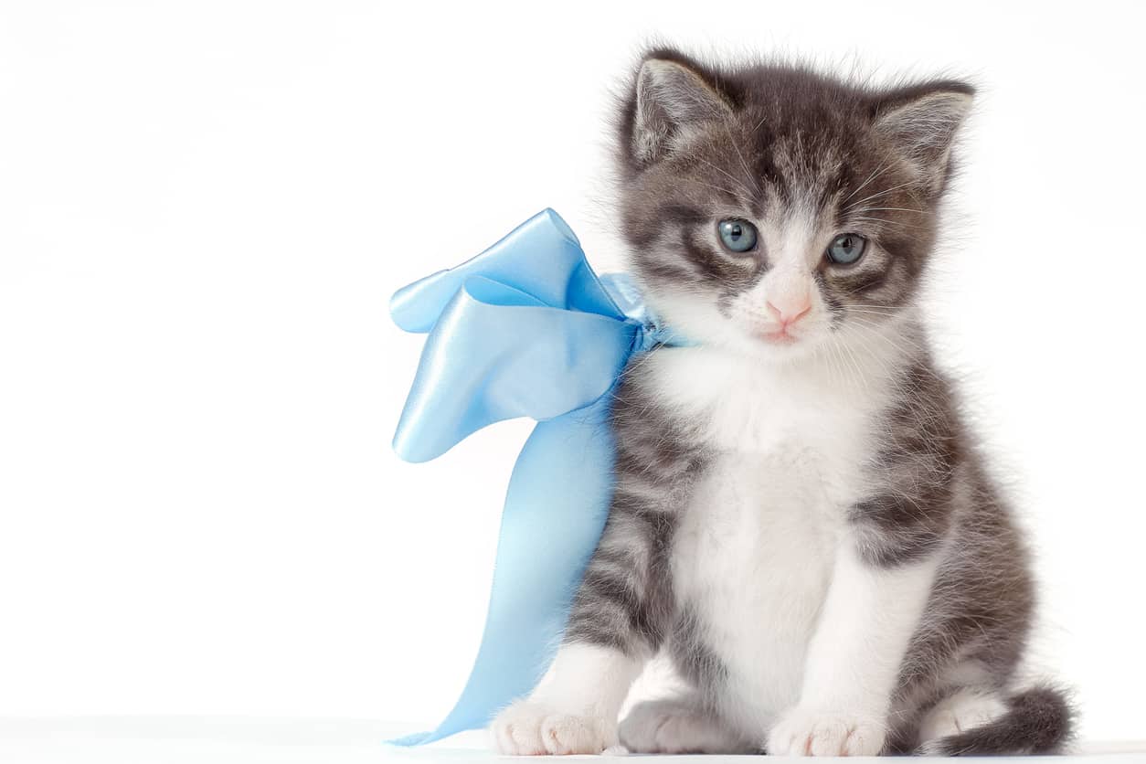 Cómo saber si un gatito es macho