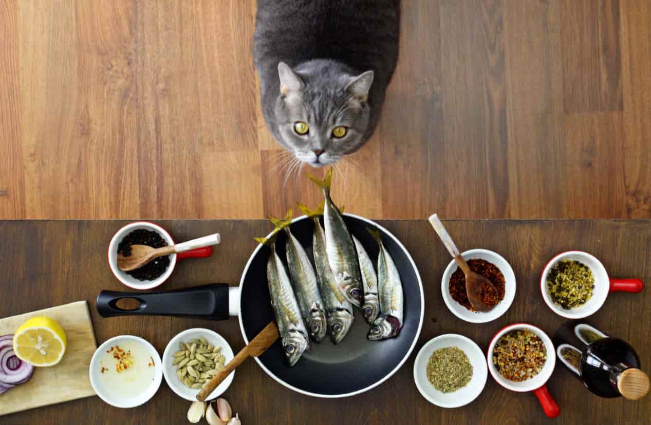 Alimentación casera para gatos: ventajas, desventajas, tablas y recetas. -  Vida con Mascotas ▷➡️