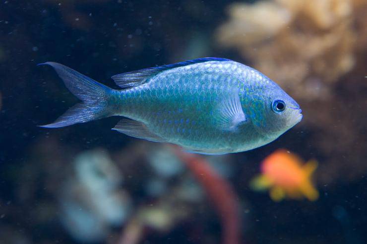 pescado castaño