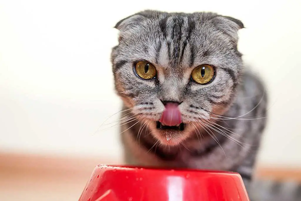 gato bebe tazón de agua