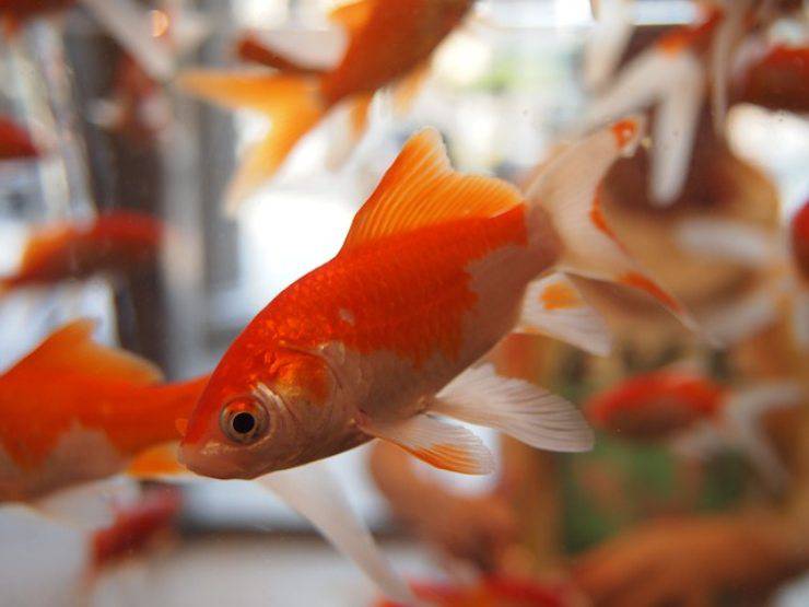 como saber si los peces dorados son felices