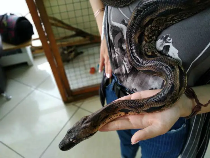 Miedo a los animales que se arrastran