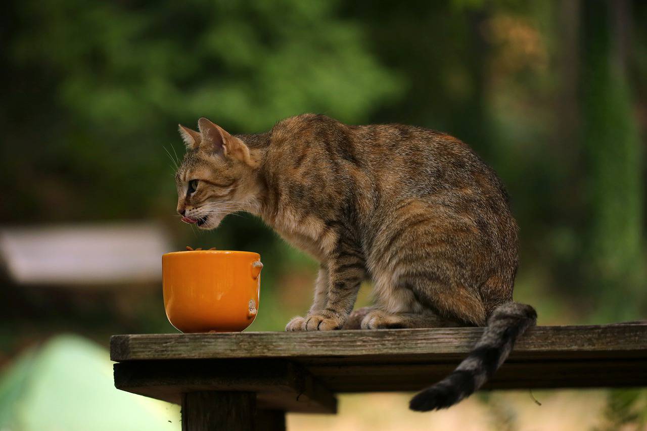 gato derrames tazón de comida