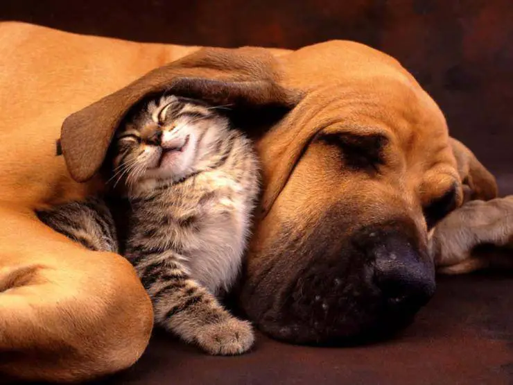 comida gatos perros comer