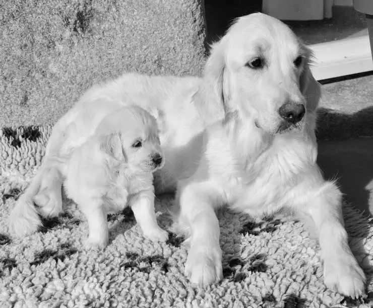 cachorros de perro