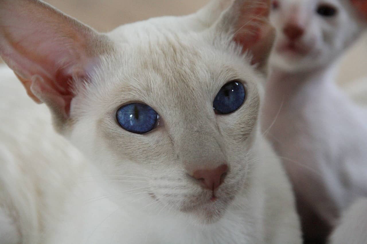 gato blanco ojos azules