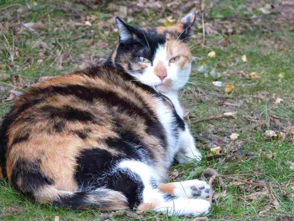 Embarazo en gatos: síntomas, causas y remedios (foto Pixabay)