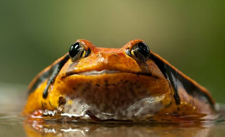 sapo